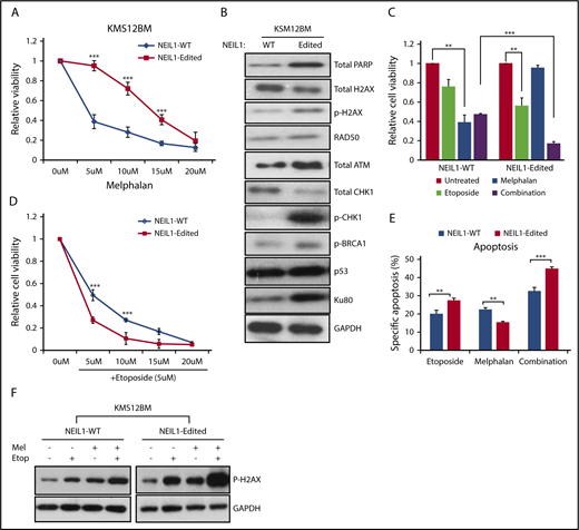 Figure 7. NEIL1-editing enhances double-stranded DNA damage repair responses. (A) Cell viability of NEIL1-WT and NEIL1-edited KMS12BM when treated with increased doses of melphalan for 48 hours. (B) Western blot analysis of protein expression profile of various DNA-damage-repair factors in NEIL1-WT and NEIL1-edited cells. (C) Cell viability of NEIL1-WT and NEIL1-edited cells when exposed to treatment of either etoposide (5 μM), melphalan (5 μM), or a combination of both for 48 hours. Untreated cells were vehicle (phosphate-buffered saline) control. (D) Cell viability of NEIL1-WT and NEIL1-edited cells when exposed to a combination of etoposide (5 μM) and increased melphalan concentration (5, 10, 15, 20 μM) for 48 hours. (E) Cells were incubated with etoposide (5 μM), melphalan (5 μM), or a combination of both for 48 hours, and apoptosis was measured with Annexin-V assay. Percentage specific apoptosis was calculated with the formula of % specific apoptosis = (treated−untreated)×100/(100−untreated), as previously reported.2 (F) Western blot analysis of phospho-H2AX expression after the cells were subjected to either etoposide (5 μM), melphalan (5 μM), or a combination of both for 48 hours. **P < .05; ***P < .001.