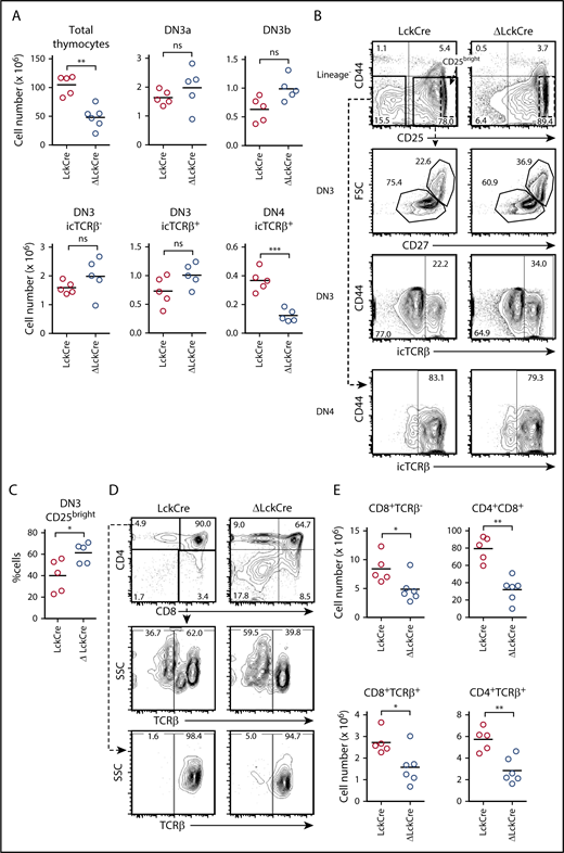 Figure 1. Deletion of Zmiz1 inhibits the DN-DP transition. (A-B) Absolute numbers of total thymocytes and DN thymic subsets (A) and representative flow cytometry profiles (B) of LckCre and Zmiz1ΔLckCre (ΔLckCre) mice. (C) The percentage of CD25bright cells in the DN3 compartment is indicated as outlined in the black dotted box in panel B. (D-E) Representative flow cytometry profiles (D) and absolute numbers (E) of CD4/CD8 thymic subsets. Mice were between 5 and 8 weeks of age. Horizontal lines indicate means. *P < .05; **P < .01; ***P < .001. Two sample Student t test. DN3a = lineage−CD44−CD25+FSCloCD27−; DN3b = lineage−CD44−CD25+FSChiCD27+; DN4 = lineage−CD44−CD25−icTCRβ+; immature single positive (ISP) = CD8+TCRβ−. FSC, forward scatter; ns, not significant; SSC, side scatter.