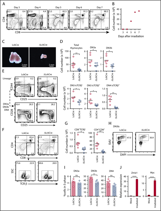 Figure 2. Deletion of Zmiz1 inhibits thymocyte recovery after sublethal irradiation. (A-B) Flow cytometric profiles of CD4/CD8 thymic subsets (A) and absolute number of thymocytes (B) on the indicated days after sublethal irradiation (450 rad). (C-G) Representative images of thymuses (C); absolute numbers of total thymocytes and DN thymic subsets (D); representative flow cytometry profiles of DN subsets (E); representative flow cytometry profiles of CD4/CD8 thymic subsets (F); and absolute numbers of CD4/CD8 thymic subsets (G) of LckCre and Zmiz1ΔLckCre (ΔLckCre) mice at 6 days after sublethal irradiation. (H-I) Representative flow cytometric plots of DN3b cells (H) and scatterplots of DN3a, DN3b, and DN4 (I) analyzed for 5-ethynyl-2'-deoxyuridine (EdU) vs DAPI in LckCre and ΔLckCre mice. Mice were injected with EdU at 3 hours prior to analysis. (J) qPCR showing Zmiz1 and Myc transcripts in sorted DN3 cells on day 6 after sublethal irradiation relative to mock irradiation (N = 3). Mice were irradiated at 5 to 8 weeks of age. *P < .05; **P < .01; ****P < .0001. Two sample Student t test. DN3a = lineage−CD44−CD25+CD28−; DN3b = lineage−CD44−CD25+CD28+; DN4 = lineage−CD44−CD25−CD28+icTCRβ+; ISP = CD8+TCRβ−. FC, fold change; FDR, false discovery rate; NES, normalized enrichment score; RNA-Seq, RNA sequencing.