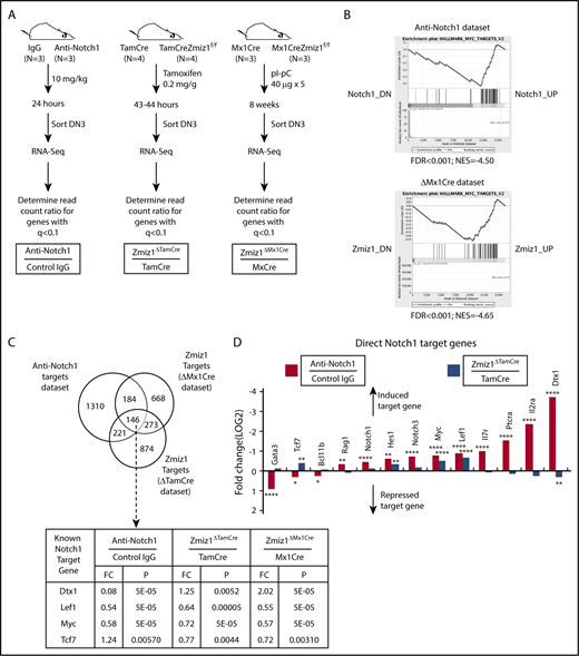 Figure 3. Zmiz1 and Notch1 coregulate a subset of target genes. (A) Schematic of the strategy used to harvest DN3 cells deprived of Notch1 or Zmiz1 signals. Notch1 target genes were defined as q < 0.1 for the comparison of fragments per kilobase of transcript per million mapped (FPKM) read counts at 24 hours after injection between 10 mg/kg anti-Notch1 antibody (Genentech) and isotype control IgG (“Notch1 data set”). Zmiz1 target genes were defined as q < 0.1 for the comparison of read counts at 43 to 44 hours after injection of 0.2 mg/g tamoxifen between Zmiz1ΔTamCre mice and TamCre mice (“ΔTamCre data set”). Zmiz1 target genes were also defined as q < 0.1 for the comparison of read counts at 8 weeks after pI-pC injection (40 μg × 5 doses) between Zmiz1ΔMx1Cre mice and Mx1Cre mice (“ΔMx1Cre data set”). (B) Gene set enrichment analysis (GSEA) analysis plots of genes enriched in the class H MSigDB data set HALLMARK_MYC_TARGETS_V2 (Myc-induced genes) for the Notch1 data set or the ΔMx1Cre data set. The genes are ranked from highest fold change on the left (Notch1_DN or Zmiz1_DN) to lowest fold change on the right (Notch1_UP or Zmiz1_UP). (C) Venn diagram of differentially expressed genes resulting from Notch1 inhibition or Zmiz1 deletion in panel A. Known Notch1 direct target genes in the intersection with known importance for the DN-DP transition are shown. (D) Fold change of known direct Notch1 target genes in the Notch1 data set (red columns) and the ΔTamCre data set (blue columns). The y-axis (fold change) is inverted so that target genes that are induced by Notch1 or Zmiz1 go up from the horizontal axis and target genes that are repressed go down from the horizontal axis. *P < .05; **P < .01; ****P < .0001. TamCre = Rosa26CreERT2.