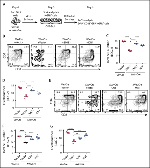 Figure 4. Enforced expression of activated Notch1 or Myc partially rescued the DN-DP transition defect following Zmiz1 deprivation. (A) Schematic cartoon showing the DN3 cell rescue experiments using the OP9-DL1 culture assay. Murine stem cell virus–based retroviral vectors contain complementary DNA (cDNA) of genes cloned 5′ to the internal ribosome entry site (IRES) sequence followed by the nerve growth factor receptor (NGFR) marker. OP9-DL1 cells are green fluorescent protein positive (GFP+). (B-G) Representative CD4/CD8 flow cytometry plots (B,E), absolute total cell number counts (C,F), and DP (CD4+CD8+) cell counts (D,G) of transduced cells after 6 days of culture in the OP9-DL1 assay described in panel A. Cells counts are shown for 1000 seeded NGFR+ DN3 cells. One-way analysis of variance (ANOVA) on log2-transformed values. **P < .01; ****P < .0001.