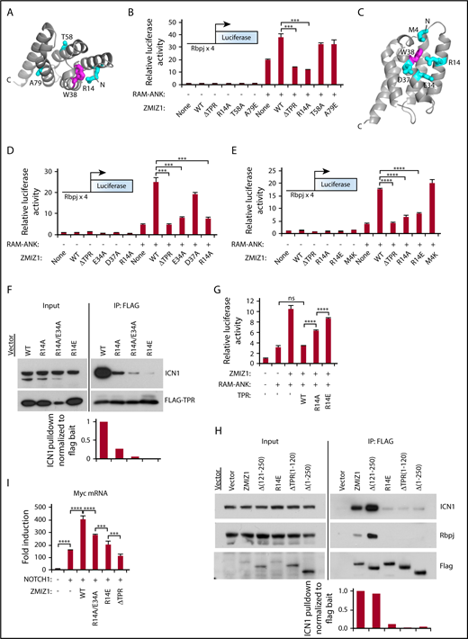 Figure 5. The Zmiz1-Notch1 interaction requires R14 and E34 of the TPR domain to enhance Myc transcripts. (A) Crystal structure of the TPR domain showing the locations of surface residues R14, T58, and A79 in cyan. The hydrophobic core residue W38 is colored in magenta. (B) Luciferase activity in U2OS cells transfected with 250-ng Notch-dependent (Rbpjx4) luciferase reporter, 100-ng Zmiz1 or Zmiz1 mutants, and 6-ng recombination signal binding protein for immunoglobulin kappa J region–associated module and ankyrin repeats (RAM-ANK) domains of ICN1 (N = 3). Data are relative to control cells. (C) Crystal structure of the TPR domain showing the locations of surface residues M4, R14, E34, and D37 (in cyan) that lie near the hydrophobic core residue W38 (in magenta). (D-E) Luciferase assays as in panel B (N = 3). (F) Co-IP using anti-Flag antibody in murine T-ALL 8946 cells transduced with Flag-TPR mutants (bait), and the activated NOTCH1 allele L1601PΔP64 to detect binding to the ICN1 target. Image J software was used to quantify the intensity of the ICN1 target bands divided by the bands of the Flag-TPR bait. Intensity values were normalized to the intensity of the ICN1 band in wild-type Flag-TPR–transduced cells. (G) Luciferase assay as in panel B, but including 100 ng of TPR mutants (N = 3). (H) Co-IP assay using anti-Flag antibody in #50 cells (C5, used in supplemental Figure 11G) transduced with Flag-Zmiz1 mutants (bait) to detect binding to the ICN1 and Rbpj targets. Image J software was used to quantify the intensity of the ICN1 target bands divided by the bands of the Flag-Zmiz1 bait. Intensity values were normalized to the intensity of the ICN1 band in wild-type Flag-Zmiz1–transduced cells. (I) qPCR for Myc transcripts in sorted 8946 cells transduced with L1601PΔP and indicated C-terminal HA-tagged Zmiz1 constructs. One-way ANOVA. *P < .05; **P < .01; ****P < .0001.