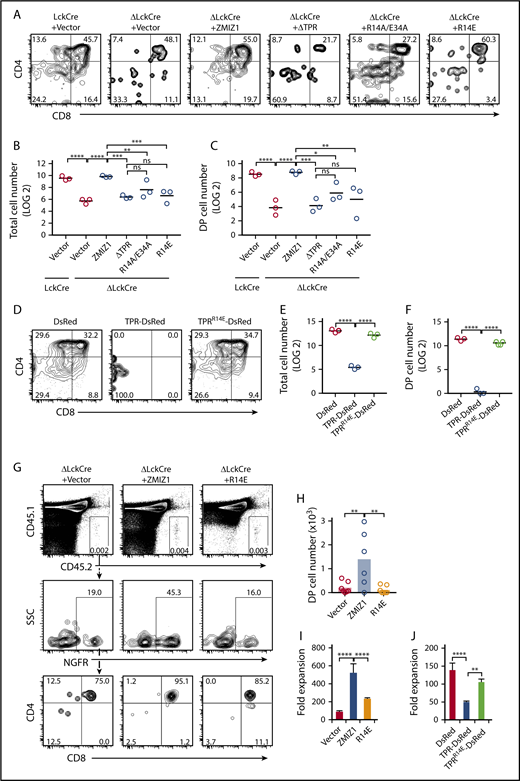 Figure 6. Disrupting the Zmiz1-Notch1 interaction impairs the DN-DP transition and T-ALL proliferation. (A-F) Representative CD4/CD8 flow cytometry plots (A,D), absolute total cell number counts (B,E), and DP (CD4+CD8+) cell counts (C,F) of transduced ΔLckCre cells after 6 days of culture in the OP9-DL1 assay described in Figure 4A. Cells counts are shown for 1000 seeded NGFR+ (A-C) or DsRed+ (D-F) DN3 cells. One-way ANOVA on log2-transformed values. (G-H) 20 000 transduced CD45.2+ DN3 cells were injected intrathymically into sublethally irradiated congenic CD45.1+ mice. After 10 days, the Dapi−CD45.2+CD45.1−NGFR+CD4+CD8+ (DP) cells were analyzed by flow cytometry (G) and shown as absolute numbers in scatterplot format (H). (I) Rosa26CreERT2+Zmiz1f/f T-ALL cells (#50 cells) were transduced with indicated Flag-tagged Zmiz1 mutants, sorted, and then cultured for with 6 nM 4-hydroxytamoxifen (OHT) for 6 days. Fold expansion represents the cell count on day 6 divided by day 0. (J) Rosa26CreERT2+Zmiz1f/f T-ALL cells (#50 cells, C5) were transduced with TPR-DsRed and cultured as in panel I. One-way ANOVA. *P < .05; **P < .01; ***P < .001; ****P < .0001.