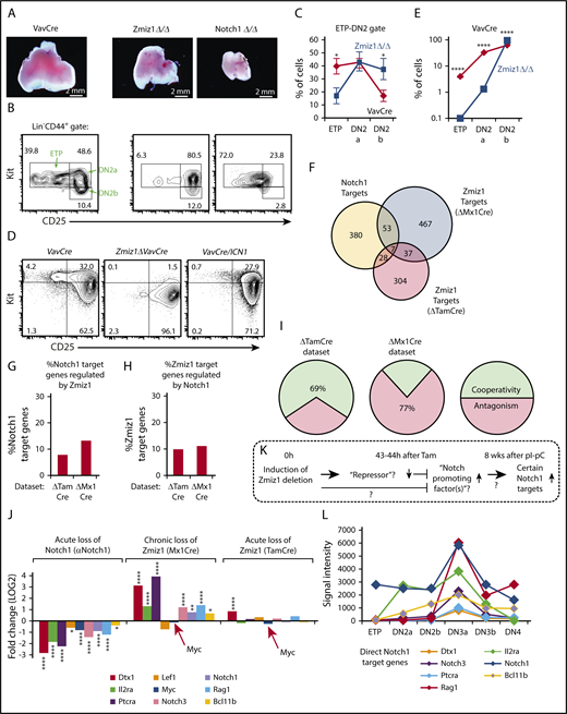 Figure 7. Effects of Zmiz1 deletion in ETPs were inconsistent with Notch1 loss of function. (A) Representative thymuses of VavCre control, Zmiz1ΔVavCre, and Notch1ΔVavCre mice. (B-C) Representative FACS plots of the ETP-DN2 transition (CD44+Lin−) (B) and relative cell numbers (C) showing shift to DN2 cells (red line) (N = 11 per group). (D-E) LSK BM precursors from VavCre or Zmiz1ΔVavCre mice were transduced with vector control or ICN1 and cultured on OP9-DL1 cells for 7 days. Representative fluorescence-activated cell sorting (FACS) plots (D) and relative cell numbers (E) of transduced DAPI−CD45+GFP−CD44+Lin− cells showing shift to DN2 cells (red line) similar to Notch1 gain of function (panel D rightmost FACS plot) (N = 3 per group). (F-J) RNA-Seq analysis on sorted ETPs was performed using similar strategy and analysis as described in Figure 3 and supplemental Figure 6. Target genes were defined as FC > 1.25, P < .01. Overlaps of Notch1- and Zmiz1-regulated genes are shown in Venn (F) or column (G-H) formats with cooperativity or antagonism of shared genes shown in panel I. (J) Fold change of known direct Notch1 target genes during T-cell development. Red arrows identify Myc. (K) Working model of possible Zmiz1 functions in ETPs. (L) Microarray data (www.immgen.org)65 showing that the Notch1 target genes in panel J, except Myc and Lef1 (which are not regulated by Zmiz1 in ETPs), increase >2× at DN3a and then decrease >2× at DN3b. Two sample Student t test. *P < .05; **P < .01; ****P < .0001.