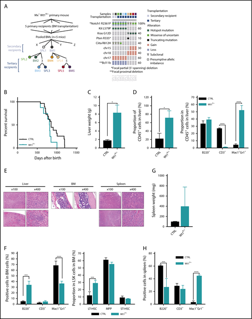 Figure 2. Wt1-haploinsufficient hematopoietic cells partially progress to leukemic transformation over time. (A) Detail of samples submitted to detection of somatic mutations in selected published leukemia driver genes: M-IMPACT (left panel). Detail of mutations, colored by mutation type, found in secondary and tertiary transplanted diseased mice (right panel). (B) Kaplan-Meier survival curves of primary Wt1fl/+ and control littermates (n = 7-14). Liver weights (C) and proportion of CD45+ cells and mature cells among these CD45+ cells (D) from livers of control and diseased Wt1fl/+ mice (n = 4). (E) Histology of liver, BM, and SPL sections of aged primary heterozygous depleted mice (hematoxylin and eosin stain). (F) Quantification of mature and stem cells in the BM of control and diseased mice (n = 4). SPL weights (G) and quantification of mature cells (H) in the SPL of control and diseased mice (n = 4). Data are mean ± standard error of the mean (C-D,F-H). *P < .05, ***P < .001, ****P < .0001, Mantel-Cox test (B) or 2-way analysis of variance (C-D,F-H).