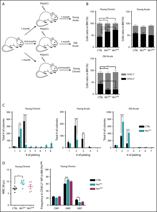 Figure 3. Wt1 haploinsufficiency induces age-dependent changes in hematopoietic stem cell function. (A) Schematic model used to study effect of Wt1 depletion on hematopoiesis among aging. Control, Wt1fl/+, and Wt1fl/fl mice were injected with poly(I:C) at 1 month of age (young) or at 6-8 months of age (old), followed by detailed hematopoietic assessment at early (acute) and late (chronic) time points. (B) Proportion of recipient cells (CD45.1+) or donor cells (CD45.2+) in the BM compartment of control, Wt1fl/+, and Wt1fl/fl animals from young chronic, young acute, and old acute cohorts (n = 5). (C) Methylcellulose assays on total BM cells from control or Wt1fl/+ mice from young chronic, young acute, and old acute subgroups (n = 5 independent experiments per arm, in triplicate). (D) WBC counts of control, Wt1fl/+, and Wt1fl/fl animals from secondary recipients transplanted with total BM cells of each genotype from the young chronic cohort (n = 5). (E) Quantification of progenitor cells among donor cells (CD45.2+) in the BM compartment of secondary recipient mice transplanted with control, Wt1fl/+, or Wt1fl/fl cells from the young chronic subgroup (n = 5). Data are mean ± standard error of the mean (B-E). *P < .05, **P < .01, ***P < .001, ****P < .0001, 2-way analysis of variance.
