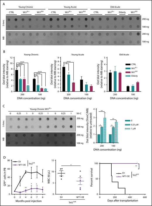 Figure 4. Wt1 heterozygous loss of expression has a time-dependent impact on 5-hmC levels. (A) DNA 5-hmC content of splenocytes from control, Wt1fl/+, and Wt1fl/fl mice from young chronic, young acute, and old acute cohorts and from 1 Wt1fl/+ aged primary mice (elderly) was established by dot blots. Data are representative of 3 experiments, with 7 animals per arm in total. Methylene blue (MB) was used as a loading control for all experiments. (B) Ratio of 5-hmC/MB spot intensities from 3 experiments. (C) DNA dot blots for 5-hmC in genomic DNA from splenocytes from Wt1fl/+ mice in the young chronic cohort treated with increasing vitamin C (Vit-C) concentrations (0-1 µM) for 6 days. Data are representative of 3 experiments, in triplicate. (D) WT1 overexpression in Tet2-knockdown c-Kit+ cells delayed Tet2-associated leukemia, as reflected by the percentage of circulating GFP+ cells, WBC counts, and survival curves of Tet2fl/fl cells infected with WT1-expressing (WT1 OE) viruses compared with controls (EV). Data are mean ± standard error of the mean (B-E). *P < .05, **P < .01, ****P < .0001, 2-way analysis of variance (B-D) or Mantel-Cox test (D).