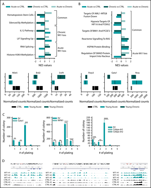 Figure 5. Wt1 heterozygous loss has an age-dependent impact on genetic/epigenetic landscape. Normalized enrichment scores of gene signatures defined by RNA-seq performed in MPs from young chronic and young acute heterozygous mice compared with age-matched controls (A) or young controls (B) and between heterozygous mice from each subgroup (young vs old) (upper panel). (A-B) Normalized counts of a subset of genes differentially expressed in Wt1-heterozygote sorted MPs compared with controls (lower panel). (C) Serial replating assay of control (EV) or ectopic Gata1-, Npm1-, or shCebpa-expressing Wt1fl/+ BM cells from the young chronic cohort. Representative results of 3 independent experiments, each performed in triplicate. Data are mean ± standard error of the mean. (D) CHIP-seq signals for Wt1 at Gata1, Npm1, and Cebpa loci. *P < .05, **P < .01, ***P < .001, ****P < .0001, 2-way analysis of variance.