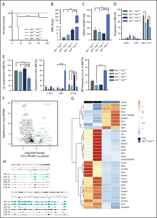 Figure 6. Wt1 loss cooperates with Flt3-ITD mutations to induce leukemogenesis in vivo. (A) Kaplan-Meier survival curves for Wt1fl/+ Flt3m/m animals compared with Wt1+/+ Flt3m/m, Wt1fl/+ Flt3m/+, and Wt1+/+ Flt3m/+ animals (n = 15-20). WBC (K/µL) (B) counts and SPL weights (C) for primary Wt1fl/+ Flt3m/m mice at the time of euthanasia compared with littermates (n = 7). Proportion of mature (D) and stem/progenitors (E) cells in the BM compartment of primary Wt1+/+ Flt3m/+, Wt1fl/+ Flt3m/+, Wt1+/+ Flt3m/m, and Wt1fl/+ Flt3m/m mice at disease onset (n = 7). (F) Volcano plot with the log2 fold changes in gene expression in MPs isolated from Wt1fl/+ Flt3m/m mice compared with Wt1+/+ Flt3m/m (CTRL) mice on the x-axis and the statistical significance (−log10 P value) on the y-axis. (G) Heat map of overlapping genes from RNA-seq expression data set from MP cells isolated from Wt1fl/+ mice from the young chronic cohort compared with the data set from Wt1fl/+ Flt3m/m MP cells. (H) CHIP-seq signals for Wt1 at Ciita and CD74 loci. Data are mean ± standard error of the mean (B-E). *P < .05, **P < .01, ***P < .001, ****P < .001, Mantel-Cox test (A) or 2-way analysis of variance (B-E).