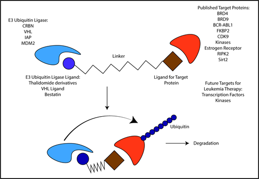 Figure 1. Summary of published PROTAC targets, ligands, and E3 ubiquitin ligases. PROTACs are heterobifunctional molecules that recruit specific protein targets to an E3 ubiquitin ligase resulting in the ubiquitination and degradation of the target. This figure summarizes the different E3 ubiquitin ligases, ligands, and protein targets that have been studied as part of PROTAC chemistry development. IAP, inhibitors of apoptosis protein; MDM2, mouse double minute 2.