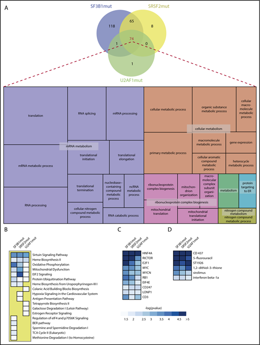 Figure 2. Gene ontology and Ingenuity pathway analysis of aberrantly spliced genes in SFmut MDS. (A) Venn diagram showing the overlap of significant GOs identified in SF3B1, SRSF2, and U2AF1 mutant MDS, and visualization of the significant BP GO terms common to all splicing factor mutant MDS using a REVIGO treemap. REVIGO panel sizes are inversely proportional to enrichment P values. (B-D) Ranked heat maps, as determined by collective significance across all splicing factor mutation groups, showing the significant dysregulated pathways (B), top 10 transcriptional regulators (C), and top 6 drug/chemical gene sets (D) in SF3B1, SRSF2, and U2AF1 mutant MDS. Only heat map tiles with a -log10pvalue > 1.3 (P value < .05) are shown. Within each heat map, dysregulated pathways, transcriptional regulators and drug/chemical names are ranked by the lowest P-value identified in the SFmut group.
