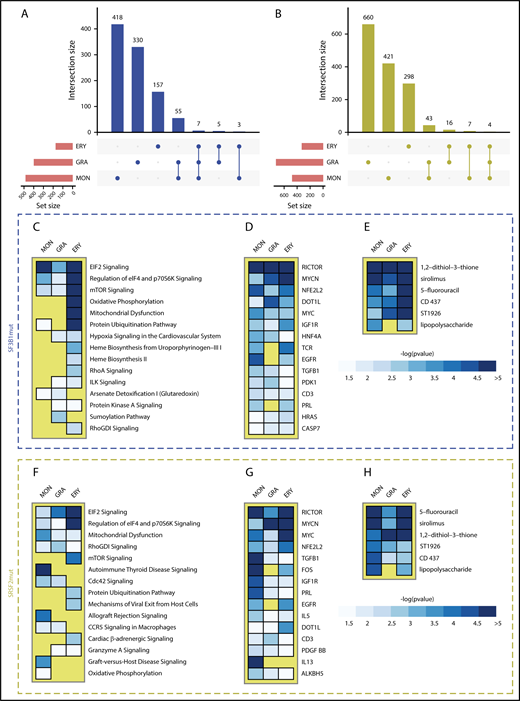 Figure 4. Aberrant splicing in BM cell populations of SFmut MDS. (A-B) UpSet plots showing the overlap of aberrant splicing events identified in monocyte (MON), granulocyte (GRA), and erythroid (ERY) precursor cell populations isolated from SF3B1 (A) and SRSF2 (B) mutant MDS patient samples. (C-H) Ranked heat maps showing the top 15 dysregulated pathways (C,F), top 15 transcriptional regulators (D,G), and top 6 drug/chemical gene sets (E,H) in MON, GRA, and ERY populations of SF3B1 mutant and SRSF2 mutant patients with MDS. Only heat map tiles with a -log10pvalue > 1.3 (P value < .05) are shown. Within each heat map, dysregulated pathways, transcriptional regulators and drug/chemical names are ranked by the IPA ranking score.