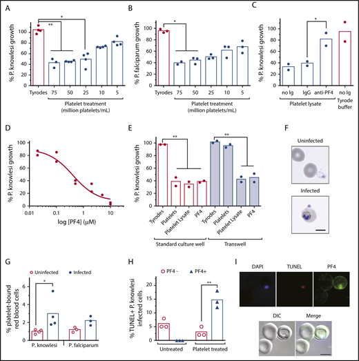 Figure 3. In vitro cultures of P knowlesi are sensitive to platelets and PF4. The growth of (A) P knowlesi (n = 4) and (B) P falciparum (n = 3) treated with different platelet concentrations or Tyrodes buffer for 48 hours. (C) The growth of P knowlesi treated with platelet lysate, with and without anti-PF4 antibodies or immunoglobulin G isotype control (n = 2). (D) P knowlesi PF4 dose-response curve (n = 2). (E) The growth of P knowlesi treated with platelets (60 million/mL), platelet lysate or PF4 (0.5 µM), and cocultured in standard wells or Transwells (n = 2). (F) Micrographs showing platelets bound to uninfected and P knowlesi-infected cells. (G) Percentage platelet binding to uninfected, P knowlesi (n = 4) or P falciparum iRBCs (n = 3), determined by flow cytometry. (H) Percentage TUNEL-labeled (TUNEL+) P knowlesi parasites costained for PF4 (PF4+) or not PF4-stained (PF4−; n = 3). (I) Micrographs showing a PF4+TUNEL+ P knowlesi infected cell after platelet treatment. Scale bars, 5 µm. Images were taken at 630× magnification on an Axio Observer inverted fluorescence microscope coupled to an Axiocam 503 monochrome camera with ZEN 2 software (Carl Zeiss, Germany). Bars indicate means of replicate data points. Kruskal-Wallis test or 1-way ANOVA used for statistical comparisons, *P < .05 and **P < .01. DIC, differential interference contrast.