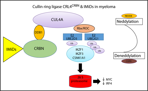 Schematic representation of the CLR4CRBN complex in myeloma cells. IMiDs bind to CRBN, a substrate receptor protein for the CRL4A E3 ubiquitin ligase complex, and cause proteasomal degradation of IKZF1, IKZF3, and CSNK1A1 consecutively downregulating IRF4 and Myc and resulting in MM-associated cytotoxicity. The blue boxes indicate the 2 E2 ubiquitin-conjugating enzymes, UBE2D3 and UBE2G1, reported by Sievers et al as essential for lenalidomide-dependent CRL4CRBN function in MM.
