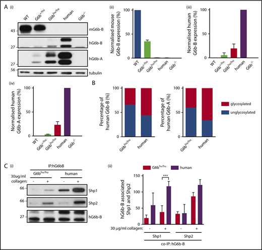 Figure 3. Expression of G6b isoforms in humanized mouse model. (A) WT, G6b+/hu, G6bhu/hu, human and G6b−/− washed platelet lysates (4 × 108/mL), were resolved by SDS-PAGE and custom antibodies used to detect mouse G6b-B (mG6b-B), human G6b-B (hG6b-B ), and hG6b-A. Expression was quantified and normalized to (i,ii) WT or (iii,iv) human lysates, to show relevant expression levels in the mouse models. (B) Quantification of glycosylated and unglycosylated human G6b-A and -B, data normalized to show percentage of total expression. (C) hG6b-B was immunoprecipitated (IP) from basal and collagen-activated G6bhu/hu and human washed platelet lysates (4 × 108/mL). Co-IP of Shp1 and Shp2 was investigated by (i) SDS-PAGE before (ii) quantification and normalization to hG6b-B levels. Quantification was completed using Licor Odyssey system. All data represented as mean ± SEM (n = 3-4). ***P < .001.