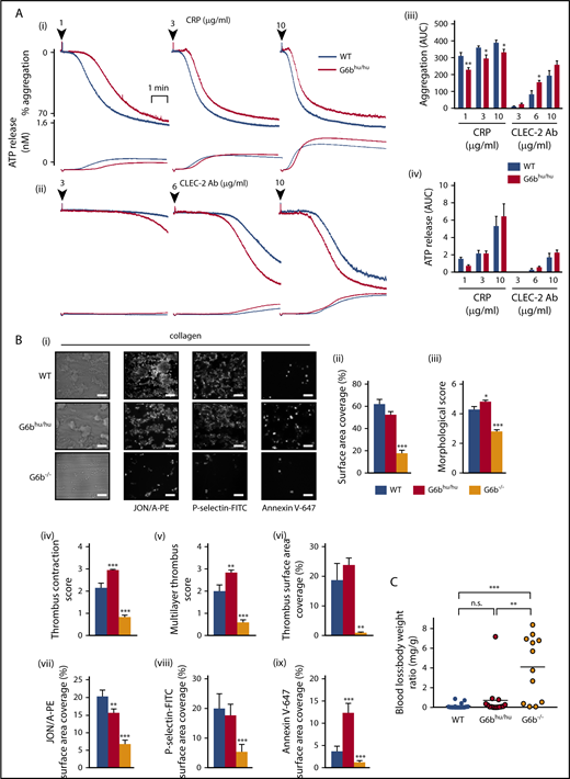 Figure 4. Minor alterations of G6bhu/hu platelet functional responses. (A) Averaged aggregation and ATP release traces for washed platelets (2 × 108/mL) activated with indicated concentrations of CRP (i) and anti-CLEC-2 antibody (Ab) (ii). Area under the curve (AUC) quantification of (iii) platelet aggregation and (iv) ATP release (n = 5-6 per condition, **P < .01 and *P < .05). (B) Heparin-PPACK-fragmin anticoagulated whole blood was flowed over glass coverslips coated with collagen immediately following collection. (i) Brightfield images were immediately collected, followed by staining with PE-conjugated JON/A, FITC-conjugated P-selectin, and Alexa 647–conjugated Annexin V and fluorescence imaging. Analysis quantifying (ii-vi) thrombus surface area coverage and morphological scores of adhered platelets, (n = 5-6; ***P < .001; **P < .01) and (vii-ix) surface area coverage of fluorescently labeled antibodies (n = 5-6; ***P < .001; *P < .05). (C) Total blood loss to body weight ratio of mice following excision of tail tip (n = 12-16; ***P < .001; **P < .01). All data collection and analysis in panels B and C were completed blinded, mean ± SEM. Scale bar, 10 μm.