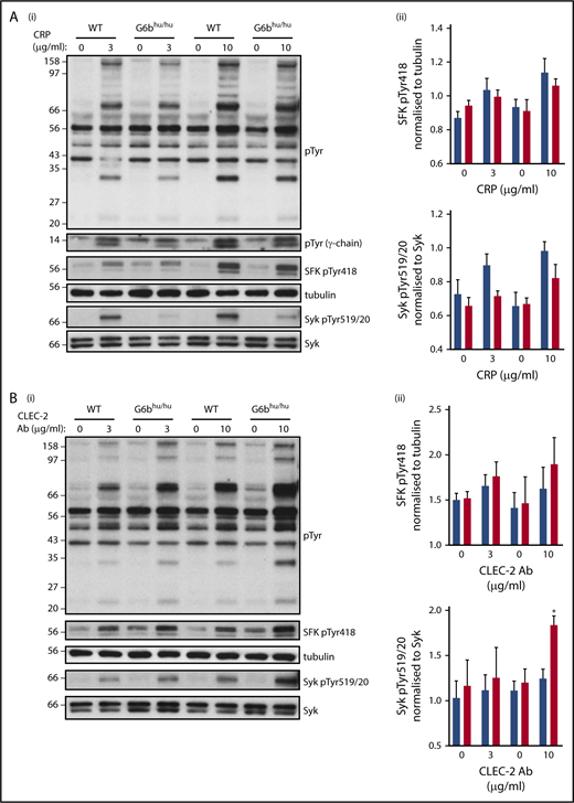 Figure 5. Altered tyrosine phosphorylation in response to GPVI and CLEC-2 agonists in G6bhu/hu platelets. Representative blots (n = 3) of lysates prepared from washed platelets (4 × 108/mL) activated with indicated concentrations of (Ai) CRP (90 seconds, 10 μM lotrafiban, 10 μM indomethacin, and 2 U/mL apyrase) or (Bi) CLEC-2 Ab (300 seconds, 10 μM lotrafiban) and probed with the indicated antibodies. (Aii,Bii) Src family kinase (SFK) phosphotyrosine 418 (pTyr418) and (Aiii,Biii) Syk pTyr519/20 were quantified using ImageJ and normalized to total tubulin and Syk reblots, respectively. WT, blue; G6bhu/hu, red.