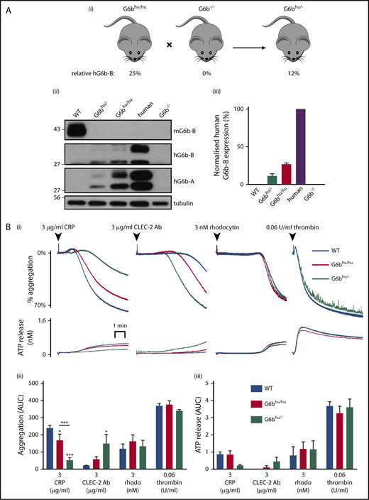 Figure 6. Further reduction in human G6b-B expression exacerbates observed phenotype. (Ai) G6bhu/hu mice were crossed with G6b−/− mice to produce hemizygous (G6bhu/−) mice. (Aii) Representative blots of mouse G6b-B (mG6b-B), human G6b-B (hG6b-B) and hG6b-A and (Aiii) quantification of hG6b-B expression in the indicated genotypes (n = 3). (B) Average aggregation and ATP release traces (Bi) and quantification of AUC (Bii,iii) investigating functional response of G6bhu/− mouse washed platelets (2 × 108/mL) in response to indicated agonists (n = 5-6; ***P < .001; *P < .05). All bar graphs presented as mean ± SEM.