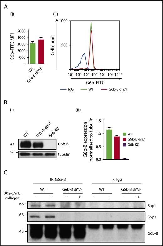 Figure 1. Loss of ITIM/ITSM phosphorylation prevents G6b-B–Shp1–Shp2 interaction. Flow cytometric (A) and western blot (B) analysis of G6b-B expression in platelets from WT and G6b-B diY/F mice. Mean ± SEM (n = 6) of G6b-FITC median fluorescence intensity (MFI), with rat IgG2A subtracted (Ai) and representative histogram (Aii). Representative blots (Bi) and quantification, normalized to tubulin reblots (mean ± SEM, n = 3) (Bii). (C) Lysates were prepared using washed platelets (5 × 108/mL) under basal conditions and 30 μg/mL collagen–stimulated conditions (90 seconds, 37°C, stirring at 1200 rpm) from WT and G6b-B diY/F mice. Coimmunoprecipitation of Shp1 and Shp2 was investigated by western blotting, following immunoprecipitation using anti–G6b-B or nonimmune rabbit polyclonal antibodies.