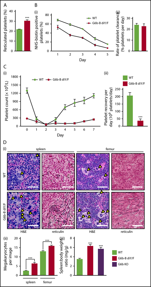 Figure 2. Uncoupling of G6b-B–Shp1–Shp2 disrupts platelet production. (A) Percentage of reticulated platelets following staining with Retic-Count (mean ± SEM, n = 6). (B) Clearance of platelets in WT and G6b-B diY/F mice, following labeling with IV NHS-biotin. (Bi) Biotin-labeled platelets measured by streptavidin-PE binding in tail vein–sampled whole blood (mean ± SEM, n = 5 or 6 per data point). (Bii) Rate of platelet elimination calculated from slope of loss of biotinylated platelets (mean ± SEM, n = 6). (Ci) Platelet recovery following anti-GPIbα antibody–mediated platelet depletion in WT and G6b-B diY/F mice (n = 8-20 per time point). (Cii) Platelet-recovery rate calculated from recovery data for WT and G6b-B diY/F mice between days 3 and 7 (mean ± SEM, n = 8-11). Representative images (Di) and quantification of the number of MKs (Dii) in hematoxylin and eosin (H&E)–stained spleen and femur sections from WT and G6b-B diY/F mice (mean ± SEM, n = 6 mice, 5 images per mouse). Arrowheads indicate MKs. Representative images of reticulin staining showing myelofibrosis of WT and G6b-B diY/F spleens and femurs (scale bars, 50 μm). (Diii) Spleen/body weight ratio in WT, G6b-B diY/F, and G6b KO mice (mean ± SEM, n = 22). ***P < .001.
