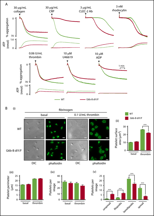 Figure 4. Aberrant platelet function in G6b-B diY/F mice. (A) Mean aggregation and ATP release traces in washed platelets (2 × 108/mL). For ADP aggregations, platelets were washed in the presence of 0.02 U/mL apyrase and supplemented with 1 μM CaCl2 and 50 μg/mL fibrinogen (mean ± SEM, n = 4 or 5). (Bi) Representative images of WT and G6b-B diY/F washed platelet (2 × 107/mL) spreading on fibrinogen under basal conditions and 0.1 U/mL thrombin–preactivated conditions (scale bars, 5 μm). Quantification of surface area coverage (Bii), platelet perimeter (Biii), total platelets per image (Biv), and 4 stages of spreading in the presence of thrombin (Bv) (mean ± SEM, n = 5 or 6). ***P < .001.