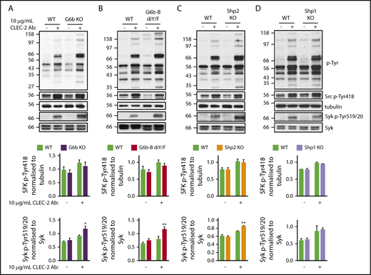 Figure 6. G6b-B–Shp2 regulates CLEC-2 signaling. Washed platelets (4 × 108/mL) from G6b KO (A), G6b-B diY/F (B), Shp1 KO (C), and Shp2 KO (D) mice and litter-matched WT controls were activated with 10 μg/mL activating CLEC-2 antibody in the presence of 10 μM lotrafiban, followed by lysing and investigation of named phospho-tyrosine sites by western blotting. Representative western blots from 3 independent experiments. *P < .05; **P < .01.