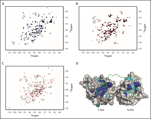 Figure 7. Structural basis of G6b-B recognition by SHP2. The specific interactions are shown by comparison of N-SH2 apo (black) and N-SH2 + 1 equivalent p-ITIM (sky blue) (A), C-SH2 apo (black) and C-SH2 + 1 equivalent p-ITSM (red) (B), and tandem SH2 apo (teal) and tandem SH2 + 1 equivalent p-ITIM+p-ITSM (red) (C). Selected chemical shift perturbations in SOFAST-HMQC NMR spectra are labeled. (D) Lowest-energy model of tandem SH2 bound to p-ITIM+p-ITSM generated by HADDOCK based on restraints generated from the NMR data. Residues showing large chemical shift perturbations are shown in blue and are defined as active residues directly involved in interaction with the peptide. Residues showing small, yet significant, chemical shift perturbations are shown in cyan and are defined as passively involved residues.
