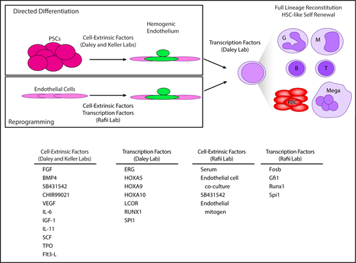 Figure 2. Generation of hemogenic endothelium enables HSC-like self-renewal and lineage potential. By first making hemogenic endothelium, either by directed differentiation of PSCs or reprogramming endothelial cells from various tissues and expressing pools of transcription factors, full lineage potential and HSC self-renewal could be achieved. (SB431542 is an inhibitor of Activin/Nodal signaling, and CHIR99021 is a GSK-3 inhibitor.)