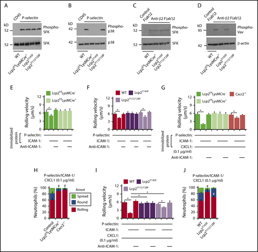 Figure 2. PSGL-1 and integrin signaling pathways in neutrophils require distinct tyrosine residues on SLP-76. (A-D) Bone marrow leukocytes (A-B) of the indicated genotype were incubated on immobilized control CD45-IgM or P-selectin–IgM. Isolated bone marrow neutrophils (C-D) of the indicated genotype were incubated on control F(ab′)2 or anti-β2 integrin F(ab′)2. Lysates were analyzed by immunoblotting with the indicated antibodies. (E-F) Rolling velocities of neutrophils of the indicated genotype on P-selectin with or without coimmobilized ICAM-1 in the presence or absence of anti–ICAM-1 mAb. (G,I) Rolling velocities of neutrophils of the indicated genotype on P-selectin coimmobilized with ICAM-1 and low-dose CXCL1 (0.1 μg/mL) in the presence or absence of anti–ICAM-1 mAb. (H,J) Percentages of neutrophils of the indicated genotype rolling, arrested and round, or arrested and spread on coimmobilized P-selectin, ICAM-1, and low-dose CXCL1. The data in panels A through D are representative of 3 experiments. The data in panels E through J represent the mean ± SEM from 5 experiments, with 5 mice in each experimental group. *P < .05 for rolling velocity; #P < .05 for number of rolling cells.