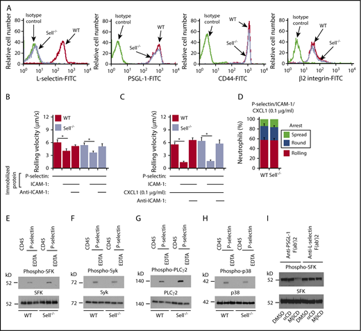 Figure 3. P-selectin–triggered signaling through PSGL-1 does not require L-selectin. (A) Flow cytometric analysis of expression of L-selectin, PSGL-1, CD44, or β2 integrins on WT or Sell−/− neutrophils. (B) Rolling velocities of WT or Sell−/− neutrophils on P-selectin with or without coimmobilized ICAM-1 in the presence or absence of anti–ICAM-1 mAb. (C) Rolling velocities of WT or Sell−/− neutrophils on P-selectin coimmobilized with ICAM-1 and low-dose CXCL1 (0.1 μg/ml) in the presence or absence of anti–ICAM-1 mAb. (D) Percentages of WT or Sell−/− neutrophils rolling, arrested and round, or arrested and spread on coimmobilized P-selectin, ICAM-1, and low-dose CXCL1. (E-H) Bone marrow leukocytes from WT or Sell−/− mice were incubated on immobilized control CD45-IgM or P-selectin–IgM in the presence or absence of EDTA. Lysates were analyzed by immunoblotting with the indicated antibodies. (I) Isolated bone marrow neutrophils from WT mice were pretreated with DMSO (vehicle control), inactive control α-cyclodextrin (αCD), or methyl-β-cyclodextrin (MβCD). They were then incubated on immobilized F(ab′)2 fragments of anti–PSGL-1 mAb or anti–L-selectin mAb. Lysates were analyzed by immunoblotting with antibody against SFK or phospho-SFK. The data in panels B through D represent the mean ± SEM from 5 experiments, with 5 mice in each experimental group. The data in panels A and E through I are representative of 3 experiments. *P < .05.