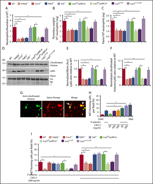 Figure 5. Cooperative PSGL-1 and CXCR2 signaling in neutrophils enhances neutrophil recruitment and NET formation in deep vein thrombi. (A) Number of Ly6G+ neutrophils per thrombus 24 hours after ligation in the indicated genotype, as measured by flow cytometry. (B) Normalized thrombus weight per Ly6G+ neutrophil. (C) Normalized fibrin level per Ly6G+ neutrophil. The data in panels A through C represent the mean ± SEM from 5 to 10 mice in each group. (D) Western blot of thrombus lysates probed with antibodies to fibrin, Ly6G, and citrullinated histone. The Aα, Bβ, and γ chains of fibrin are marked. The data are representative of 3 experiments. (E) Normalized densitometric ratio of fibrin Aα chain to Ly6G. (F) Normalized densitometric ratio of citrullinated histone to Ly6G. The data in panels E and F represent the mean ± SD from 3 mice in each experimental group. (G) Representative fluorescent images of isolated WT bone marrow neutrophils incubated with phorbol myristate acetate (PMA), stained with anti-citrullinated histone IgG followed by Alexa 488–conjugated anti-rabbit IgG (left), with Sytox Orange to label DNA (middle), or merged image (right). The white arrow marks extracellular staining for both citrullinated histones and DNA, indicating NET release. Scale bar, 10 μm. (H-I) Percentage of NET-forming neutrophils treated with the indicated agonist, calculated by dividing the number of cells with both extracellular citrullinated histones and Sytox Orange–positive DNA by the total number of Sytox Orange–positive cells. The data in panel H are from WT mice. The data in panel I are from mice of the indicated genotype. The data in panels H and I represent the mean ± standard deviation (SD) from 3 mice in each experimental group. *P < .05.