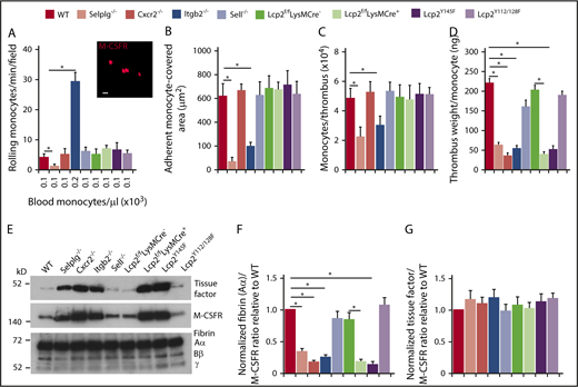 Figure 6. PSGL-1 and CXCR2 signaling in monocytes does not enhance monocyte recruitment and tissue factor expression in deep vein thrombi. (A) Number of rolling M-CSFR (CD115)+ monocytes per minute per microscopic field in the IVC 3 hours after ligation (vertical axis). Circulating monocyte count for each genotype (horizontal axis). Inset, Representative image of adherent M-CSFR+ monocytes (red) in WT mice obtained with spinning-disk intravital microscopy. PE-conjugated anti–M-CSFR mAb was injected IV into WT mice 1 hour before surgery. Bar, 10 μm. (B) Quantification of endothelial surface area covered with firmly adherent monocytes. The data in the graphs of panels A and B represent the mean ± SEM from 5 mice in each group. (C) Number of M-CSFR+ monocytes per thrombus 24 hours after ligation, as measured by flow cytometry. (D) Normalized thrombus weight per M-CSFR+ monocyte. The data in panels C and D represent the mean ± SEM from 5 to 10 mice in each group. (E) Western blot of thrombus lysates probed with antibodies to fibrin, M-CSFR, and tissue factor. The Aα, Bβ, and γ chains of fibrin are marked. The data are representative of 3 experiments. (F) Normalized densitometric ratio of fibrin Aα chain to M-CSFR. (G) Normalized densitometric ratio of tissue factor to M-CSFR. The data in panels F and G represent the mean ± SD from 3 mice in each experimental group. *P < .05.