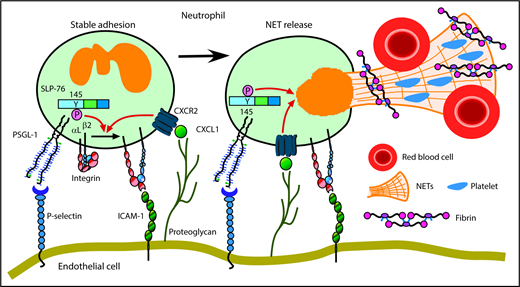 Figure 7. Cooperative PSGL-1 and CXCR signaling in neutrophils promotes DVT. In flow-restricted IVCs, neutrophils rolling on P-selectin signal through PSGL-1, in part through phosphorylation of tyrosine 145 on SLP-76. Rolling neutrophils signal through CXCR2 after engaging CXCL1 immobilized on proteoglycans. These signals cooperatively activate integrin αLβ2, which causes neutrophils to decelerate and arrest on ICAM-1. Cooperative signaling in adherent neutrophils triggers release of procoagulant NETs. See “Discussion” for details.