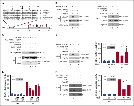 Figure 1. Functional studies on the effect of the C42R mutation on PHD2 activity. (A) Diagram of PHD2, showing locations of zinc finger (ZF) and prolyl hydroxylase (PH) domains. Sequence of the zinc finger across various metazoan species is shown at top. Shaded residues denote zinc-chelating residues. Arrow = Cys-42; + = Tyr-41; # = His-46. Previously reported erythrocytosis-associated mutations in PHD2 reside within or near the prolyl hydroxylase domain and comprise missense (circles), nonsense (diamond), and frameshift (triangle) mutations as shown. Numbers at top and bottom indicate residue number. (B) HEK293FT cells were transfected with constructs for the indicated proteins. Constructs were prepared by standard molecular biology techniques. Cells were lysed; the Flag-tagged proteins were immunoprecipitated, and the immunoprecipitates were examined for the absence or presence of hemagglutinin (HA)-tagged PHD2 (1-196) by anti-HA western blotting. Anti-HA and anti-Flag western blots of lysates are also shown. (C) In vitro transcription and translation reactions were performed for HA-HIF-1α BAP in the absence or presence of in vitro translated Flag-tagged BirA or BirA fusion proteins, as indicated. Biotinylation of HA-HIF-1α BAP was assessed by far-western (FW) blotting using streptavidin-alkaline phosphatase conjugates. Anti-HA and anti-Flag western blots (WB) are also shown. (D) HEK293FT cells in 96-well plates were transfected with 8 ng of (eHRE)3-Luc, 8 ng of RL-TK, and either 0.8 or 2.5 ng of either pcDNA3-Flag-PHD2 or pcDNA3-Flag-PHD2 C42R. DNA doses were held constant by the addition of pcDNA3. Eight hours after transfection, cells were exposed to 1% O2 (HX) or maintained under normoxia (NX) for an additional 16 hours. All cells were lysed, and luciferase activities were measured and normalized to that of the Renilla luciferase internal transfection control. Shown are means ± standard deviation, n = 3. *P < .05 by Student t test. Anti-Flag western blot of lysates of HEK293FT cells transfected with expression constructs for WT or C42R PHD2 is also shown. (E-F left panels) HEK293FT cells were transfected with constructs for the indicated proteins. Cells were lysed; the Flag-p23 was immunoprecipitated, and the immunoprecipitates were examined for the absence or presence of HA-tagged PHD2 (1-196) by anti-HA western blotting. Anti-HA and anti-Flag western blots of lysates are also shown. (E-F right panels) HEK293FT cells in 96-well plates were transfected with 8 ng of (eHRE)3-Luc, 8 ng of RL-TK, and 2.5 ng of either pcDNA3 or the indicated PHD2 expression constructs. Eight hours after transfection, cells were exposed to 1% O2 (HX) or maintained under normoxia (NX) for an additional 16 hours. All cells were lysed, and luciferase activities were measured and normalized to that of the Renilla luciferase internal transfection control. Shown are means ± standard deviation, n = 3-4. *P < .05 by Student t test. Western blots of lysates of HEK293FT cells transfected with PHD2 expression constructs are also shown.
