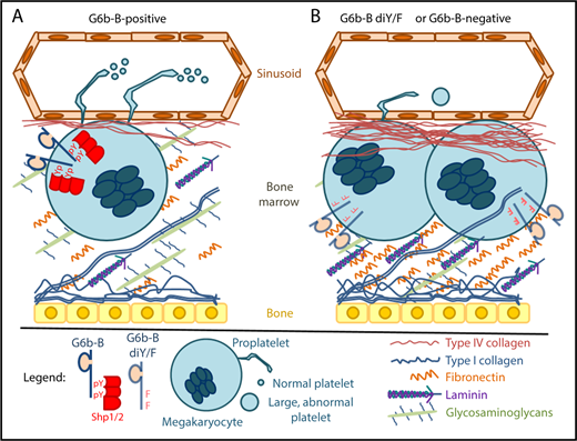 In both humans and mice, megakaryocytes that express a functional form of G6b-B (A) reside in a bone marrow environment that contains normal levels of extracellular matrix proteins. Phosphorylation of tyrosine residues (pY) within G6b-B ITIM and ITSM motifs enables recruitment and activation of Shp1 and/or Shp2, which are required for production of normal numbers of properly functioning platelets. Megakaryocytes that do not express G6b-B or that express a dysfunctional form of G6b-B that cannot be tyrosine phosphorylated (G6b-B di-Y/F; B) form clusters in a fibrotic bone marrow environment and produce low numbers of large, dysfunctional platelets. These findings demonstrate that the signaling capabilities of G6b-B play an important role in regulating platelet number and function, and identify pathogenic variants in the gene that encodes G6b-B as a cause of inherited myelofibrosis. Figure design was inspired by Leiva et al.13