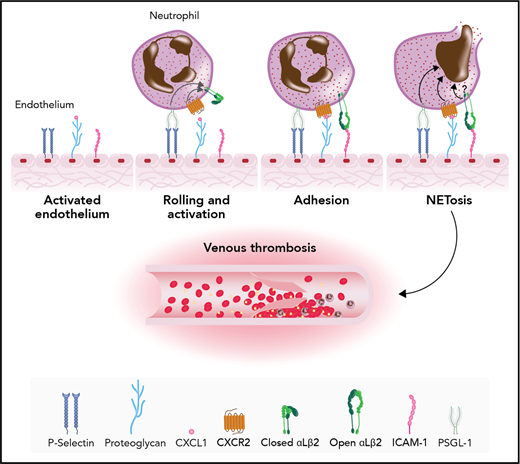 Recruitment of neutrophils and enhancement of venous thrombosis. The activated endothelium expresses P-selectin, ICAM-1, and CXCL1 attached to proteoglycan. Neutrophils are first captured by the activated endothelium by an interaction between P-selectin and PSGL-1, followed by an interaction between CXCL1 and its receptor, CXCR2. Intracellular signaling induced by engagement of PSGL-1 and CXCR2 leads to conformational activation of the αLβ2 (LFA-1) integrin that interacts with ICAM-1 and mediates firm adhesion. NET formation is triggered by signals downstream of PSGL-1 and CXCR2. It is possible that signaling downstream of αLβ2 (LFA-1) also contributes to NET formation. Professional illustration by Somersault18:24.