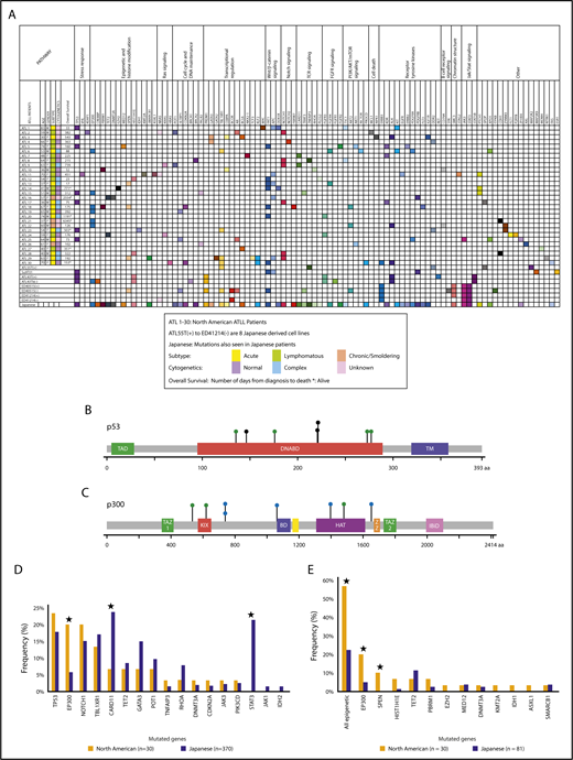 Figure 1. North American ATLL has a distinct mutational landscape. (A) North American ATLL samples (n = 30) and Japanese ATLL cell lines (n = 8) were sequenced by targeted deep next-generation sequencing. Identified mutations are grouped into various functional categories. Corresponding mutations reported in Japanese ATLL are marked in the last row. (B) Location of point mutations in the p53 protein structure. (C) Location of point mutations in the p300 protein structure. Green, blue, and black circles depict missense single nucleotide polymorphisms, splice site single nucleotide polymorphisms, and truncating mutations, respectively. (D) Frequency of mutations in North American and Japanese ATLL. (E) Frequency of epigenetic mutations in North American ATLL and whole-exome sequenced Japanese ATLL cases. *P < .05, North American vs Japanese.