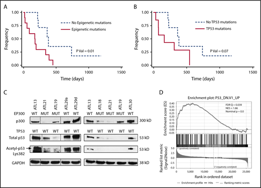 Figure 2. North American ATLL features a high frequency of epigenetic mutations that are prognostic. (A) OS of North American ATLL patients with epigenetic mutations is worse than those without these mutations. (B) OS of North American ATLL patients with TP53 mutations shows a trend toward worse survival, but it is not statistically significant. (C) EP300 mutations are associated with reduced p300 levels, as well as total and acetylated p53 levels, in primary patient samples. (D) Gene set enrichment analysis revealed enrichment of the P53_DN.V1_UP signature in the 2 EP300-mutated samples (ATL21 and ATL18) compared with 2 EP300 WT samples (ATL29 and ATL30).