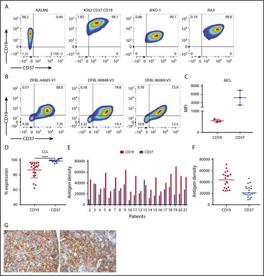 Figure 1. CD37 is highly expressed on lymphoma cell lines and patient-derived samples. (A) Fluorescence-activated cell sorter (FACS) plots of tumor cell lines stained with CD37 and CD19 antibodies. NALM6, acute lymphoblastic leukemia cell line; K562 expressing CD19 and CD37, positive control; JEKO-1, MCL cell line; RAJI, Burkitt lymphoma cell line. (B) FACS plots of samples derived from 3 patients with MCL. (C) MFI of CD19 and CD37 on MCL patient’s cells. Each dot represents a separate xenograft sample (n = 3; medians shown). (D) CD19 and CD37 expression on PBMC from patients with CLL gated on CD3− lymphocytes (n = 20; mean ± SD shown; ****P < .0001 by Student t test). (E) Distribution of CD19 and CD37 antigens on CLL PBMC cells. Antibodies bound per cell gated on CD3− cells from each patient sample is shown. (F) Median of CD19 and CD37 antigen density is shown. CD19 range, 24 396 to 70 952; mean, 43 238; CD37 range, 8992 to 46 550; mean, 23 989. (G) CD37 immunohistochemistry in primary ALK-negative (left) and ALK-positive (right) ALCL specimens from the tissue microarray. Original magnification ×100.