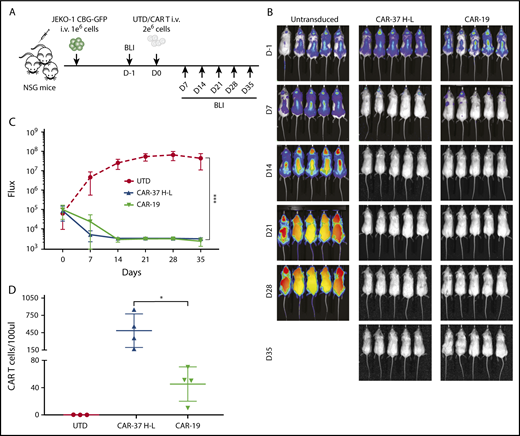Figure 4. In vivo CAR-37 mediated tumor clearance of a MCL model. (A) Experiment schematic: NSG mice were injected IV with 1 × 106 JEKO-1(CBG−GFP) cells and monitored by BLI for tumor burden at different points. At day 0, mice were randomly assigned on the basis of tumor burden (BLI) to receive 2 × 106 control T cells (UTD), CAR-37, or CAR-19. (B) Representative bioluminescent images of JEKO-1 growth over time. (C) Average flux (photons/s) of whole mice in the 3 groups at different points. Graph is representative of 2 experiments with 5 mice per group, conducted with CAR T cells obtained from 2 different healthy donors. Mean ± SD shown. ***P < .001 by 2-way analysis of variance. (D) Absolute numbers of CAR T cells were monitored by bleeding and flow cytometric detection. Absolute CAR T-cell counts in peripheral blood at day 14 after CAR T injection are shown (Student t test, *P < .05).