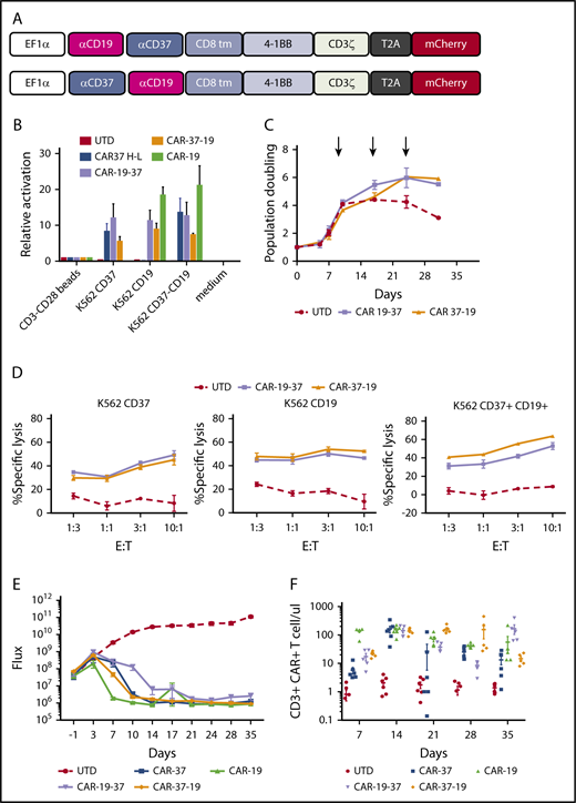 Figure 7. Bispecific CD19 CD37 CAR T cells. (A) Two bispecific second-generation CARs were constructed with a different order of the single-chain variable fragments: CAR-19-37 (top) and CAR-37-19 (bottom). (B) Activation of Jurkat reporter (NFAT-Luc) T cells transduced with different CAR constructs and cocultured with tumor cells. Luciferase activity was measured after 16 hours. CD3-CD28 beads: positive control. (C) Ex vivo expansion of CD3/CD28 bead-activated and target-stimulated T cells in 2 healthy donors for 30 days. (D) Cytotoxic capacity of bispecific CAR T cells was measured after overnight coculture with K562 targets transduced with CD37, CD19, or both at indicated E:T ratios. The cytotoxicity assay is representative of 2 independent experiments conducted with different healthy donors. (E) NSG mice were injected intravenously with 1 × 106 JEKO-1 (CBG−GFP) cells and monitored by BLI for tumor burden over time. At day 0, mice were randomly assigned on the basis of tumor burden (BLI) to receive 2 × 106 control T cells (UTD), CAR- 37, CAR-19, CAR-19-37, or CAR-37-19. All CAR T-cell groups were normalized to have the same % CAR+ cells and untransduced cells. Average flux (photons/s) of whole mice at different points is shown. Graph shows 1 experiment with 6 mice per group. (F) CAR T cells were enumerated in peripheral blood by flow cytometry at the indicated points. Absolute counts of CAR T cells are shown as mean ± SEM.