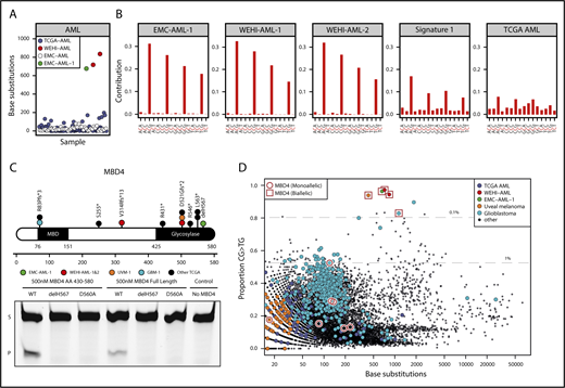 Figure 1. MBD4-deficient cancers exhibit a distinctive mutational signature. (A) Mutation burden in AML, presented as number of base substitutions per exome. Data sourced from dbGaP; cases are ordered on patient identifier (EMC: phs00102712 and TCGA: phs00017824). (B) Trimer context of C>T mutations in 3 MBD4-deficient AML cases. The center of origin is reflected in the sample label. For comparison, we show signature 1, the established signature associated with 5mC deamination, and all C>T mutations present in TCGA-AML. (C) Schematic representation of MBD4, highlighting germ line loss-of-function variants detected in the AML cases and cases within TCGA (at top). A glycosylase assay was performed to assess the activity of recombinant MBD4 (either AA430-580 or full length), wild-type (WT), delH567, or the catalytically inactive mutant D560A. Substrate (S) and product (P). Consistent results were obtained in 5 experiments for MBD4 AA430-580 and 3 experiments for full length. (D) The proportion of CG>TG mutations observed is set out against the total number of base substitutions detected for all TCGA samples. Samples with germ line MBD4 loss-of-function variants were designated either as heterozygous (monoallelic) or completely inactivated (biallelic) based on the genotype of the cancer (includes somatic mutations). Gray lines mark the top 1% and 0.1% of cases with the highest proportion of CG>TG mutations. A select set of tumor types are highlighted.