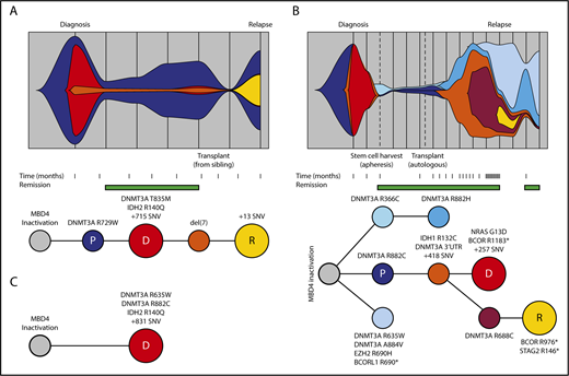 Figure 3. Germ line MBD4-deficient patients share a common path to AML. Clonal evolution and phylogenetic tree diagram highlighting the acquisition of key driver mutations and clonal dynamics in WEHI-AML-1 (A) and in EMC-AML-1 (B). (C) The phylogenetic tree diagram for key driver mutations in WEHI-AML-2. Variant allele frequencies were derived from whole exome sequencing data or deep sequencing for all cases. For EMC-AML-1 single-cell genotyping was used to resolve the clonal relationships. Clones are represented by different colors, and the vertical lines in the top panels indicate sampling points. The premalignant clone (P, in dark blue) and the AML clones evident at diagnosis (D, in red) and relapse (R, in yellow) are designated. Both WEHI-AML-1 and EMC-AML-1 experienced clonal hematopoiesis during remission. The transplant for WEHI-AML-1 was provided by WEHI-AML-2, which occurred 4 years prior to her own diagnosis of AML.