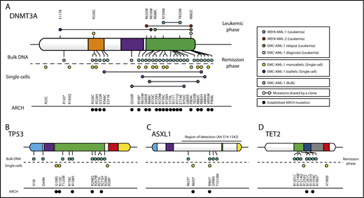 Figure 4. Recurrent C>T mutations in genes implicated in age-related clonal hematopoiesis (ARCH). (A) DNMT3A mutations were detected in MBD4-deficient patients at time of disease (leukemic phase) or remission (remission phase). EMC-AML-1 had additional DNMT3A mutations that were detected through sequencing of bulk DNA, SCDCs obtained from diagnostic bone marrow, and SCDCs from autologous stem cells collected during complete remission. The majority of the DNMT3A mutations had been detected in healthy individuals with ARCH. Additional point mutations were identified in remission material from EMC-AML-1, in TP53 (B), ASXL1 (C), and TET2 (D). A more detailed phylogenetic tree is provided in supplemental Figure 8.