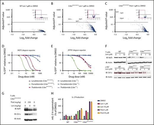Figure 1. Degradation of known thalidomide-derivative targets in CrbnI391V mice. (A-C) c-Kit+ hematopoietic stem and progenitor cells were isolated from CrbnI391V/I391V or wild-type (WT) mice and treated in vitro with 1 µM lenalidomide, 1 µM pomalidomide, or DMSO vehicle for 12 hours. Protein abundance was assessed by liquid chromatography-mass spectrometry using TMT10 isobaric tagging reagents for quantification. Data are plotted as adjusted P value vs log2 fold change; the full range of log2 fold change values is shown as an inset. The horizontal line indicates an adjusted P value of .05 and proteins with a P value < .05 are shown in red. Log2 fold change is the average of 2 biological replicates. Ikzf3 is not expressed in c-Kit+ hematopoietic stem and progenitor cells and was not detected in these experiments. (D) Posttranslational degradation of an IKZF3 reporter in CrbnI391V/I391V or WT Hoxb8-transformed cells treated with lenalidomide, thalidomide, or pomalidomide in vitro for 6 hours. In this and other reporter constructs, an independently translated mCherry serves as a transcriptional control. (D-E) Posttranslational degradation of a ZFP91 flow reporter in CrbnI391V/I391V Hoxb8-transformed cells treated in vitro for 12 hours. (F) Degradation of Ikzf3 and CK1α as assessed by western blot in c-Kit+ and T cells from CrbnI391V/I391V, CrbnI391V/+, or WT mice after 18 hours of in vitro treatment with the drug indicated. All samples on the T-cell blot were run on adjacent lanes on the same gel, but the order of lanes has been changed for clarity. Results are representative of 3 independent experiments. (G) In vivo treatment of CrbnI391V/I391V mice with lenalidomide or thalidomide results in degradation of Ikzf1 and Ck1α in T cells after 12 hours. (H) T cells from CrbnI391V/I391V and CrbnI391V/+ mice have increased production of IL-2 by ELISA when treated with lenalidomide or pomalidomide for 24 hours, but no change in seen in WT cells. For WT cells, P value is not significant for all comparisons with DMSO. For CrbnI391V/+ and CrbnI391V/I391V, all comparisons with DMSO have a P value < .05. Statistical significance calculated with an unpaired Student t test and n ≥ 3. Results are representative of 2 independent experiments. Error bars are standard error of the mean. GFP, green fluorescent protein; IB, immunoblot; Len, lenalidomide; mIL, murine interleukin.