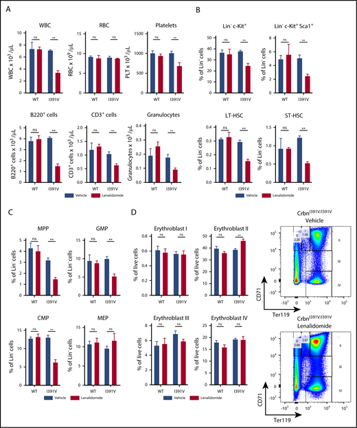 Figure 2. Effect of lenalidomide treatment on hematopoiesis in CrbnI391V mice. (A) Peripheral blood counts of WT and CrbnI391V/I391V mice after 21 days of treatment with 50 mg/kg lenalidomide or vehicle. CD11b+ Gr1+ granulocyte and platelet data are pooled from 2 treated cohorts of mice treated for 21 to 24 days. n ≥ 3 for data shown, which are representative of 4 independent experiments. (B) Hematopoietic stem and progenitor cell compartments in WT and CrbnI391V/I391V mice after 21 days of treatment with 50 mg/kg lenalidomide or vehicle. LK cells are Lineage− c-Kit+; ST-HSC are Lineage− c-Kit+ Sca1+ CD48− CD150−; LT-HSC are Lineage− c-Kit+ Sca1+ CD48− CD150+. n ≥ 3 for data shown, which are representative of 3 independent experiments. Lineage markers are CD3, B220, CD11b, Gr1, and Ter119. (C) Hematopoietic progenitor compartments in WT and CrbnI391V/I391V mice after 28 or 35 days of treatment with 50 mg/kg lenalidomide or vehicle. MPP are Lineage− c-Kit+ Sca1+ CD48+ CD150−; CMP are Lineage− c-Kit+ Sca1− CD34+ CD16/32mid; GMP are Lineage− c-Kit+ Sca1− CD34+ CD16/32hi; MEP are Lineage− c-Kit+ Sca1− CD34+ CD16/32low. Lineage markers are CD3, B220, CD11b, Ter119, and Gr1. n ≥ 5 for data shown, which are combined from 2 independent experiments. (D) Erythroid differentiation subsets as defined by CD71 and TER119 staining in the bone marrow from WT and CrbnI391V/I391V mice after 28 days of treatment with vehicle or 50 mg/kg lenalidomide. n ≥ 4 for data shown, which are representative of 3 independent experiments. **P < .005. P values calculated using unpaired Student t test. Error bars are standard error of the mean. LSK, Lineage− c-Kit+ Sca1+; ns, not significant; PLT, platelet; WBC, white blood cell.