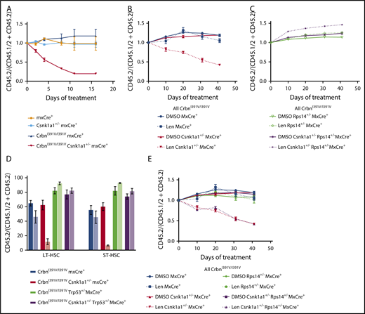 Figure 3. CrbnI391V cells heterozygous for Csnk1a1 are more sensitive to lenalidomide in vitro and in vivo. (A) An in vitro competition experiment was performed by isolating CD45.2+ c-Kit+ cells of the listed genotypes, mixing them in a 1:1 ratio with CD45.1+ c-Kit+ cells of the same Crbn genotype, treating the cells with vehicle or 10 μM lenalidomide, and following the percentage of CD45.1+ and CD45.2+ cells in the cultures over time by flow cytometry. The data are given as the ratio of the percentage of CD45.2+ cells to the percentage of CD45.1+ cells at each time point, normalized to the value of the DMSO-treated sample at that time point. n = 4. (B-C) Peripheral blood chimerism over time in transplanted mice treated with vehicle or 50 mg/kg lenalidomide twice per day. Data are given as a ratio of the percentage of CD45.2+ cells (test genotype) in the peripheral blood relative to the sum of the percentage of CD45.1+/CD45.2+ (competitor) and CD45.2+ (test genotype) cells. This method of data analysis excludes any CD45.1+ cells arising from residual recipient-derived hematopoiesis. (D) Chimerism in hematopoietic stem and progenitor compartments of transplanted mice after 41 days of treatment with vehicle or 50 mg/kg lenalidomide twice per day. Lineage markers are CD3, B220, CD11b, Gr1, and Ter119. Dark shading represents the vehicle and light shading represents lenalidomide. (E) Peripheral blood chimerism results for in vivo competition experiment with cells heterozygous for both Csnk1a1 and Rps14. Mice were treated twice per day with vehicle of 50 mg/kg lenalidomide for 41 days. Data are expressed as in panel B. For all in vivo experiments, n = 4 and results are representative of 2 independent experiments.