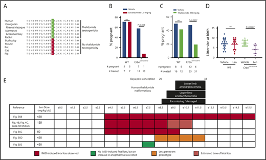 Figure 4. Thalidomide derivative–induced teratogenicity in CrbnI391V mice. (A) Comparison of CRBN sequences in species with and without thalidomide teratogenicity. Thalidomide teratogenicity correlates with the presence of a valine at the amino acid position corresponding with 388 in human CRBN (highlighted), whereas the presence of an isoleucine at this position predicts lack of thalidomide teratogenicity. More details about the sequences included in the alignment are in supplemental Table 3. (B) Lenalidomide induces fetal loss of CrbnI391V/I391V litters but not wild-type litters. Plugged wild-type or CrbnI391V/I391V dams who had been mated with males of the same genotype were treated with 125 mg/kg lenalidomide every 12 hours from e4.5 to e10.5. Data shown are percent of dams pregnant at e17.5. The data at bottom lists the total number of dams treated and the number pregnant at e17.5. P values are from an N-1 χ2 test. (C) Thalidomide also induces fetal demise of CrbnI391V/I391V litters but not wild-type litters. Plugged wild-type or CrbnI391V/I391V dams who had been mated with males of the same genotype were treated with 400 mg/kg thalidomide from e4.5 to e10.5. Data shown are percent of dams pregnant at harvests on e10.5 and e17.5 combined. The data at bottom lists the total number of dams treated and the number pregnant. P values are from an N-1 χ2 test. (D) Effect of lenalidomide treatment on litter size at birth. Given that lenalidomide treatment of pregnant CrbnI391V/I391V dams causes a penetrant fetal loss phenotype, data are pool of multiple experiments in which dams were treated with 25 to 125 mg/kg of lenalidomide for e4.5 to e9.5 or e4.5 to e10.5 presumed days of gestation. (E) Determination of critical period for lenalidomide treatment in mice. Each row shows a treatment schedule, with the color reflecting whether this dose and treatment schedule fetal loss phenotype. Black bars at top represent an approximate comparison with the critical period for various thalidomide-induced malformations in humans, given in days postconception. Human critical periods are from Vargesson.1 Corresponding mouse embryonic stages were assigned by comparison with Carnegie stages.52,53 P values are from an unpaired Student t test. bid, twice per day; IMiD, immunomodulatory drug.