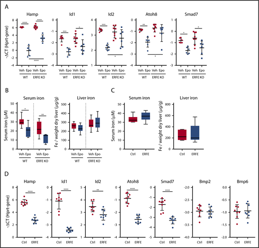 Figure 1. EPO suppresses BMP target genes in an ERFE-dependent manner. (A-B) WT and Erfe KO male mice (10 to 13 weeks old) were injected with 3 doses of 200 IU EPO or vehicle (Veh) at 1 dose every 24 hours and were analyzed 24 hours after the last injection to measure expression of BMP-target genes in the liver (A) and serum and liver iron (Fe) (B). (C-D) Nine-week-old WT male mice were injected intravenously with 200 µg of murine Erfe or a clipped (inactive) version of the protein as a control (Ctrl). Mice were analyzed 3 hours after the injections to measure serum and liver iron (C) and expression of BMP-target genes, Bmp2 and Bmp6 in the liver (D). Bars represent mean ± standard deviation. Gene expression represented as −ΔCT, calculated as the threshold cycle (CT) for the gene of interest minus the reference gene (Hprt). Threshold set as 0.2. n = 6-8 mice per group. *P < .05; **P < .01; ***P < .001; ****P < .0001 using 1-way analysis of variance followed by Tukey test for multiple comparisons (A-B) or Student t test (C-D).