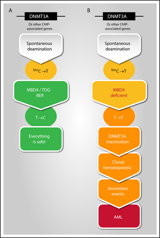 Potential link between spontaneous deamination, MBD4 deficiency, and development of clonal hematopoiesis leading to AML transformation. Illustration by Manuel Buscarlet, Hôpital Maisonneuve-Rosemont, Montréal, Canada.